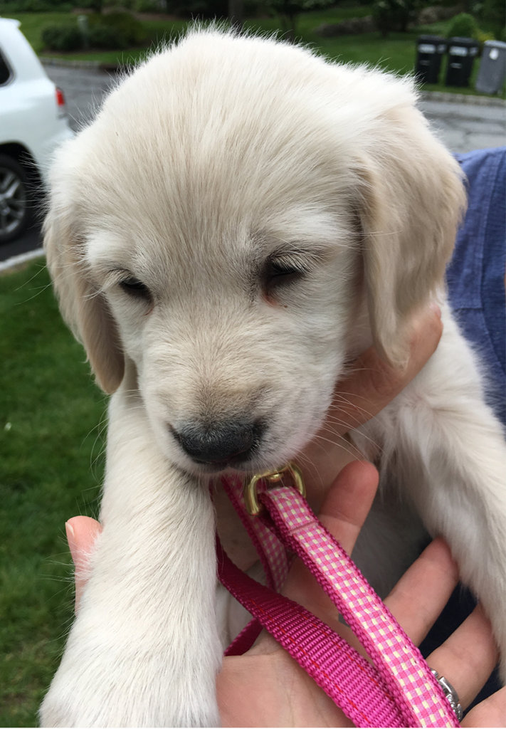 College moms aren't above texting photos of the neighbor's cute new puppy in order to stay connected from afar to their kids!